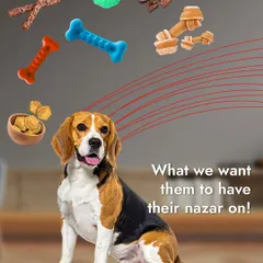 We buy them expensive toys, but they choose our socks. The mysterious logic of a pet's mind is something we celebrate.