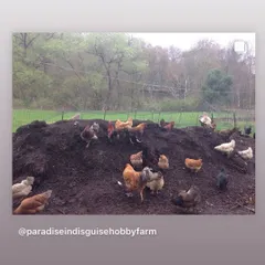 My flock of chickens are my best employees. They work the compost piles daily, aerating the material and adding their own fertilizer. This symbiotic relationship between farming and composting is a key topic I cover in my educational sessions.