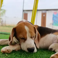 A sleepy Beagle taking a nap on the soft grass after a long day of play. It's proof that a tired dog is a happy dog.