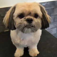 A close-up on this perfectly groomed Shih Tzu. Notice the clean lines around the face and ears. This kind of precision styling is important for the dog's comfort and hygiene.