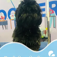Here's the "before" shot of a pup ready for a fresh start. Their coat was a bit overgrown and ready for some love. We see the potential for a pampered pup underneath all that fluff!