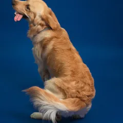 A handsome Golden Retriever posing against a classic blue backdrop. Our studio portraits are designed to capture the noble and gentle nature of your dog in a clean, artistic setting.