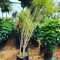Another view of the tall, elegant Dracaena plants I have available. They are low-maintenance and perfect for adding structure to a garden plan.