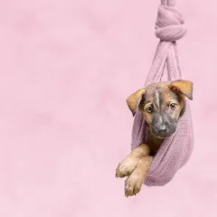A sweet indie puppy rests comfortably in a soft, hanging sling against a pastel pink backdrop for his calendar photoshoot.