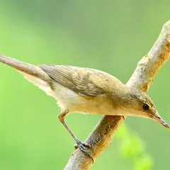 A Blyth's Reed Warbler, captured just outside my bedroom window. This small, plain bird reminded me that magical moments in nature can happen unexpectedly, even in the most ordinary of places.