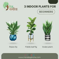 For anyone new to indoor gardening, I recommend starting with these three: the Peace Lily, the Fiddle Leaf Fig, and the Snake Plant. They are all beautiful, popular, and relatively easy to care for.