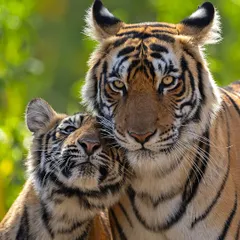 A truly touching moment between a tigress and her cub in Ranthambore. Patience is key to capturing these intimate family bonds, which are a highlight of any tiger safari.