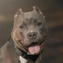 Meet Leo, an American Bully with a gentle soul. This portrait focuses on his calm and friendly expression, showing the soft side of a powerful breed with a beautiful, naturally blurred background.