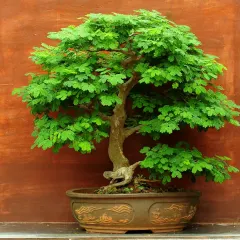 This mature Raintree bonsai is a piece of living art that we have carefully nurtured. It shows the patience and dedication we put into our specialized bonsai collection.