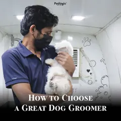 How do you choose a great dog groomer? Look for experience, patience, cleanliness, and good communication. Our team embodies all these qualities.