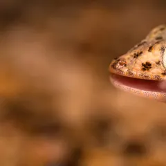 An extreme close-up of a gecko, capturing the moment it licks its eye. Macro photography reveals behaviors and details that are impossible to see otherwise.
