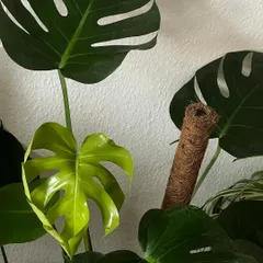 The classic Monstera Deliciosa is a tropical staple with a flair for the dramatic. Its iconic split leaves, or fenestrations, are a natural adaptation that makes this climbing plant both smart and stunning.
