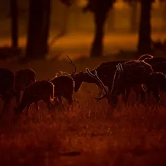 A herd of spotted deer grazing in the deep red light of dawn. The rim lighting beautifully outlines their antlers and bodies, creating a high-contrast, emotional scene.