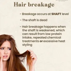 Hair breakage occurs at the hair shaft, which is the visible, non-living part of the hair. It is often caused by external factors like excessive heat styling, chemical treatments, or even aggressive brushing that weakens the hair's structure.
