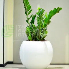The ZZ plant is one of the most resilient indoor plants, making it a go-to for busy office settings. Here, its upright, architectural form is highlighted by a glossy white spherical planter, creating a clean and modern look perfect for minimalist interiors.