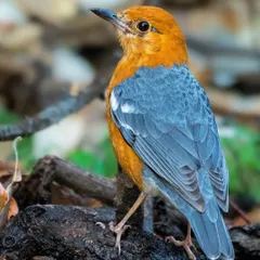 An Orange-headed Thrush pauses on the forest floor, its bright plumage a stark contrast to the dark leaf litter. These birds are shy and a delight to photograph.