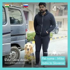 Meet Mike, a gentle Golden Retriever we relocated from India to Slovenia. International moves involve careful planning and coordination, and we were thrilled to manage his entire journey to reunite him with his family.