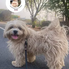 This fluffy Shih Tzu is enjoying a leisurely stroll. We tailor the length and pace of our walks to suit each dog's energy level and needs.