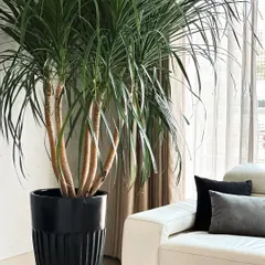A statement plant can be living art. We chose this architectural Dragon Tree (Dracaena draco) to add height and drama to this living room corner, complementing the modern decor with its sculptural form.