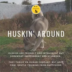 I believe that understanding a dog's breed is fundamental to good training. This graphic on Huskies is an example of the breed-specific knowledge I bring to my sessions to help you become a more informed pet parent.