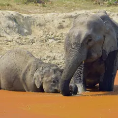 An elephant calf rests its head near its mother in the water. This quiet moment shows the strong, protective bond within an elephant herd.