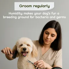 This is the happy face of a freshly groomed pup. We work carefully to give your pet a comfortable and stylish trim, ensuring they leave our salon with a wagging tail. This is what our standard dog grooming and styling service looks like.