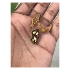 Another perspective of the chrysalis, showing its delicate connection to a dried leaf. This relationship between elements in nature inspires the creation of balanced and cohesive visual identity systems.
