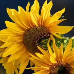 A close-up view of a bright yellow sunflower, its petals catching the warm sunlight. The focus is on the rich texture of the flower's center, a source of life for many insects.