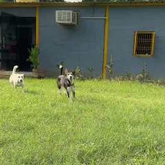 The chase is on! Cherry and Luna, two of our energetic guests, enjoying a game of zoomies across the green lawn. This kind of play is essential for burning energy and pure fun.