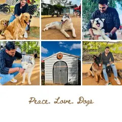 A visitor's photo collage capturing key elements of the park, including the entrance and various dog breeds.