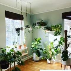 To keep your plants happy, they need to "see" the sky. This room is a perfect example, with a variety of plants like Monstera and Fiddle Leaf Fig thriving in the bright, indirect light from the windows.