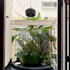 A closer look at an indoor koi pond we designed. The space is filled with lush aquatic and tropical plants like Calathea Lutea and Alocasia, creating a self-contained ecosystem that is both beautiful and calming.