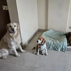 This picture captures a typical day here: a Golden Retriever, a Beagle, and another Beagle all sharing the space calmly. I manage introductions carefully so everyone feels safe and can relax together.