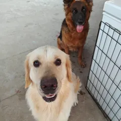 A Golden Retriever and a German Shepherd, two of our happy guests, posing for the camera. My pack includes dogs of all breeds, and they all learn to coexist and play together.