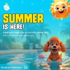 Summer is here, and our pool is open for splashy fun. We offer a safe and cool place for your dog to exercise and play during the hot Delhi months.