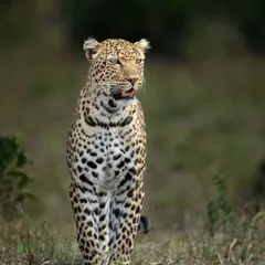 An African leopard stands alert. While similar to their Indian cousins, they inhabit a different world, and photographing them offers a new set of challenges and rewards.