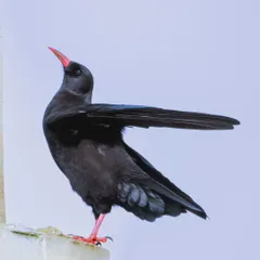 A Red-billed Chough stretches its wing, showing off its sleek black plumage. These members of the crow family are adapted to life in high-altitude mountains and coastal cliffs.