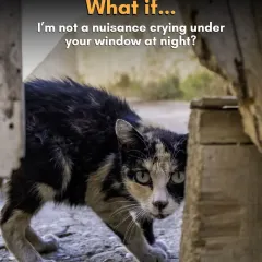 What if the cat crying under your window isn't a nuisance, but a creature in distress, needing help or comfort? A change in perspective can foster empathy.