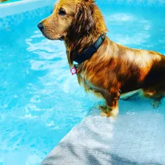 A beautiful Golden Cocker Spaniel taking a dip. The water is perfect for a refreshing break from playing in the sun.