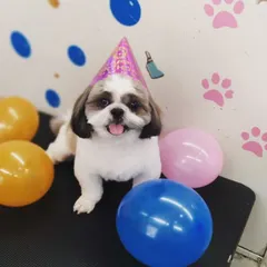 This little Shih Tzu is all set for a birthday photoshoot. I provide cute hats and a festive backdrop so you get adorable memories of their big day.