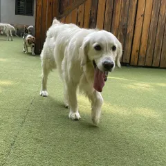 This happy retriever is enjoying a relaxed walk around the yard. We provide a stress-free environment for all our guests.
