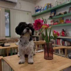 Meet Luna, looking absolutely picture-perfect after her grooming session. We make sure every pet leaves feeling refreshed and looking their best.