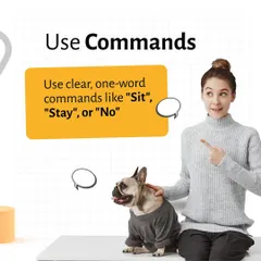 Clear and consistent commands are the foundation of good training. We advise using simple, one-word cues like "Sit" or "Stay" to avoid confusing your pet and ensure they understand your expectations.