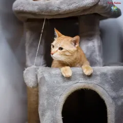 A ginger tabby looking out from its cozy cubby in the cat tree. These enclosed spaces help cats feel secure during their stay.