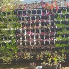 A vertical garden is a statement piece that transforms any blank wall. Here is a section of a large-scale living wall I designed and installed, using a pattern of different plant species to create texture and color. This is a great solution for adding lots of greenery without losing floor space.