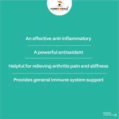 This series takes a closer look at the incredible health benefits of turmeric. Learn how this simple spice can support heart health, reduce inflammation, and provide general immune system support for your dog.