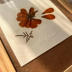 Another angle of the pressed cosmos, showing the texture of the handmade paper and the natural wood frame. I am currently working on a full catalog of these botanical art pieces.