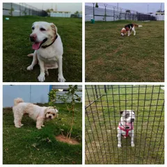 We provide personalized attention to every paw baby. This includes fresh home cooked meals and a separate, clean, air conditioned space for them to rest and feel safe.