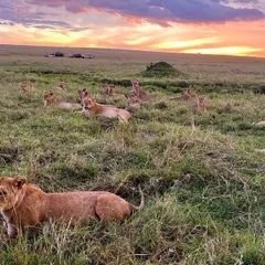 The Topi Plains pride, the largest in the Masai Mara, resting together as the sun sets. This wide-angle shot captures the scale of the pride and the beauty of a savannah evening.