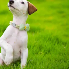 Frankie showing off his polite side with a raised paw and an upward gaze. A cute bow tie collar adds a touch of charm to his adoption profile.